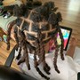 Kid's Braids for Faded Haircuts