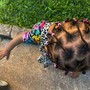 Kid Cornrows (Natural hair)