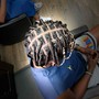 Box braids for men(TOP OF THE HEAD)