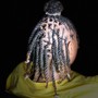 Cornrows(Hair added)