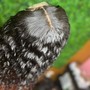 Medium short curly knotless braids