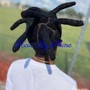 Natural  Hair Comb Twist (Small)