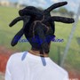 Natural Hair comb twist (Medium)