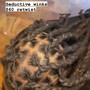 30 '' Goddess Locs ( HAIR INCLUDED)