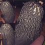 Medium Short Butterfly Locs