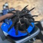 Wick Root maintenance