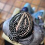 3-6 Men’s Braids(Undercut Only)