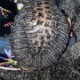 Micro/ Sister Locs Retie Maintenance( PLEASE READ DESCRIPTION)