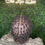 Starter Locs short (2-4 in)