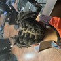 Men's Braids (Half Head)