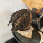 Starter Dreadlocks