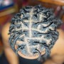 Loc Retwist and Style