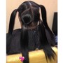 Brazilian Bundle 12-34”