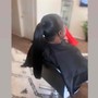 Wig Maintenance