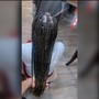 Large Knotless Braids