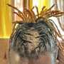 Starter locs