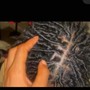 Comb Twist