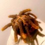 Marley Twist