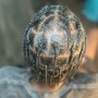 Kids Loc Re-Twist