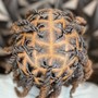 Starter Locs - Interlock method