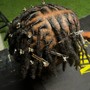 Starter Locs