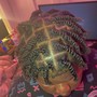 Retwist