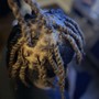 Acv wash+ retwist+style