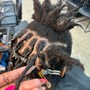 Loc retwist w/crochet method/interlocking