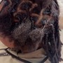 Loc detox. Partial head /short hair