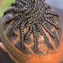 Smedium Fulani/Tribal braids