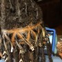 Loc Retwist Only