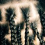 Kid's Braids