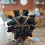 Bantu Knot Natural Style