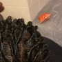 Root Touch Up