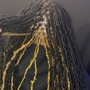 Medium 36” soft locs