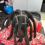 Small size Island Twists