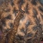 Starter Locs