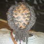 Starter Locs