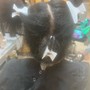 Closure Sew In