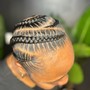 Loc Detox