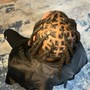 Mens Cornrows