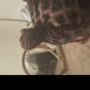 2 STRAND TWIST WITH NATURAL HAIR