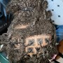 Loc Re-twist