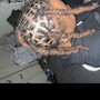 Loc Re-twist