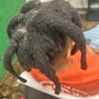 Wash and retwist above shoulders