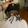 Starter Locs