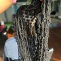 Box Braid Touch Up