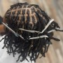 Loc Extensions