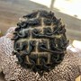 Bantu Knot Natural Style