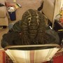 Natural Twists